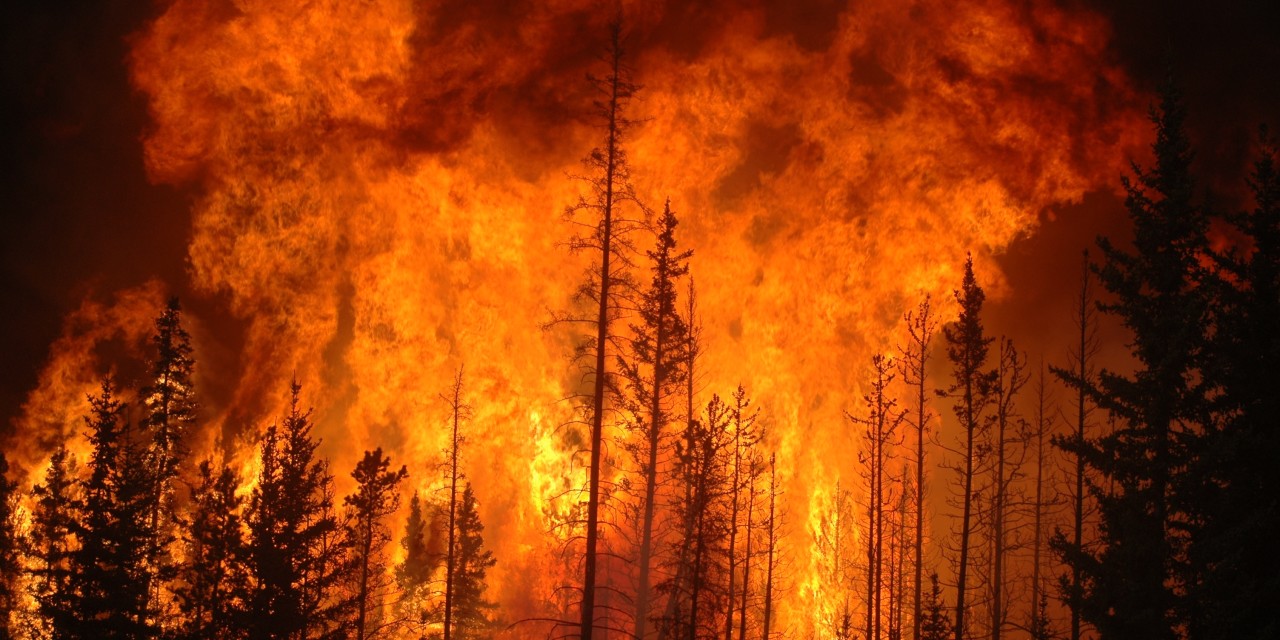 Imagen de Acción temprana post-incendio en Chile: herramientas para definir objetivos de restauración de zonas incendiadas